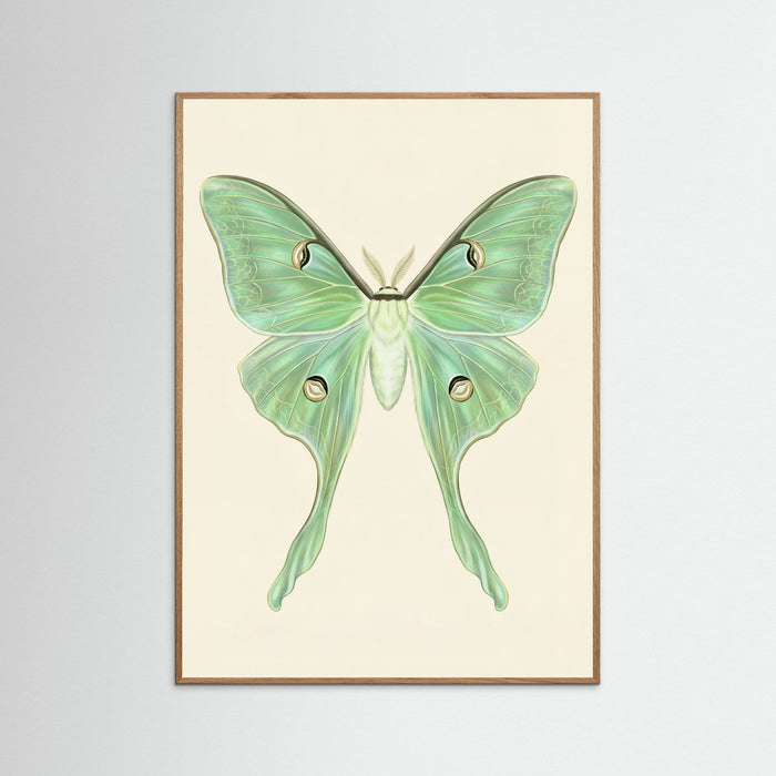 Oak Nature Silk Moth Specimen