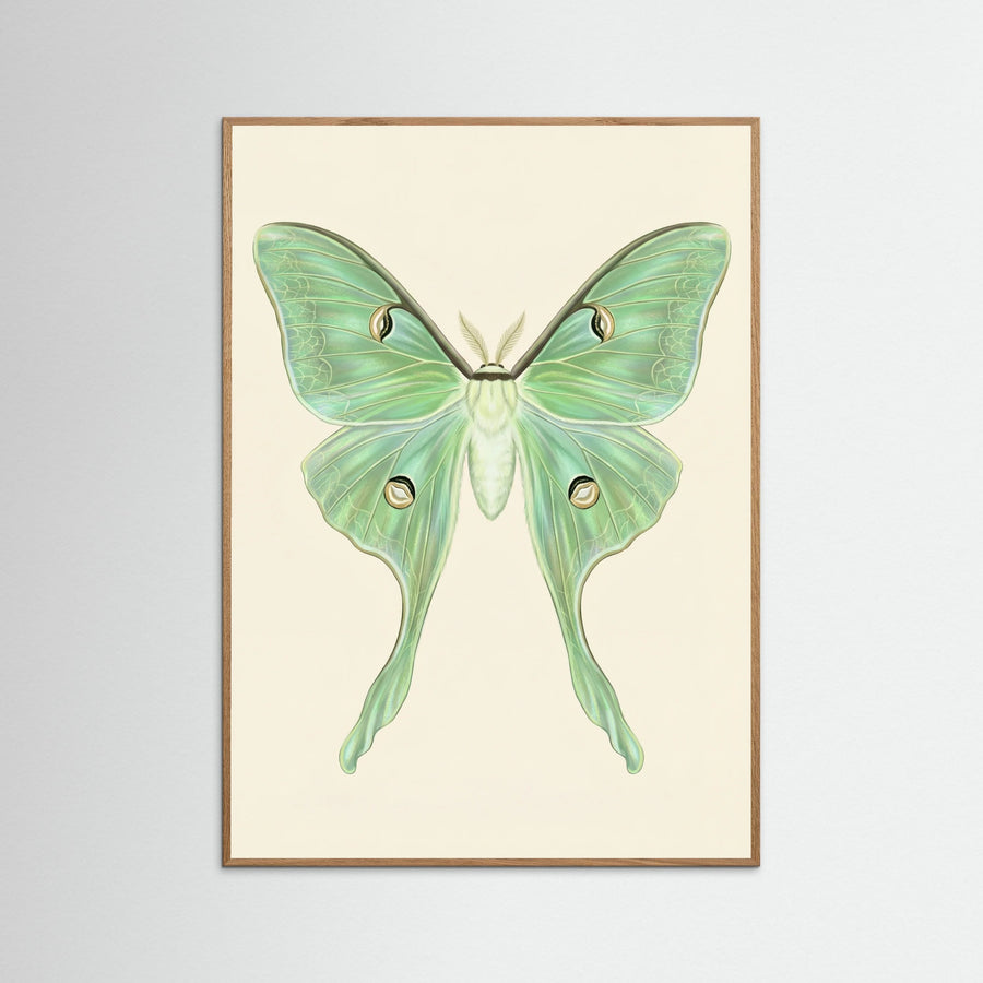 Silk Moth Specimen
