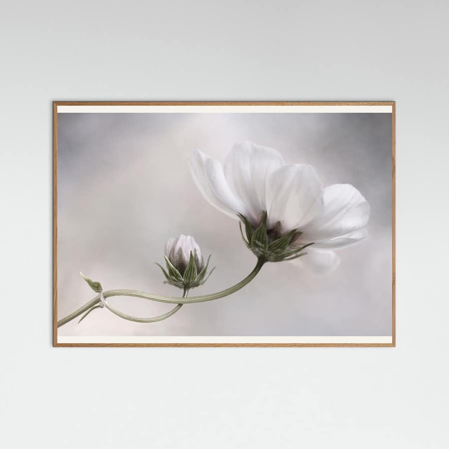 Poster Simply Cosmos