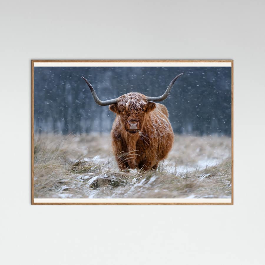 Snowy Highland cow Poster – Poster und Kunstdruck