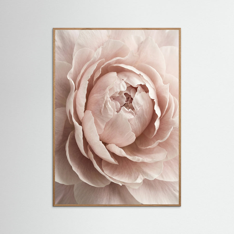 Soft Petal Embrace