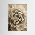 Oak Nature Soft Petals