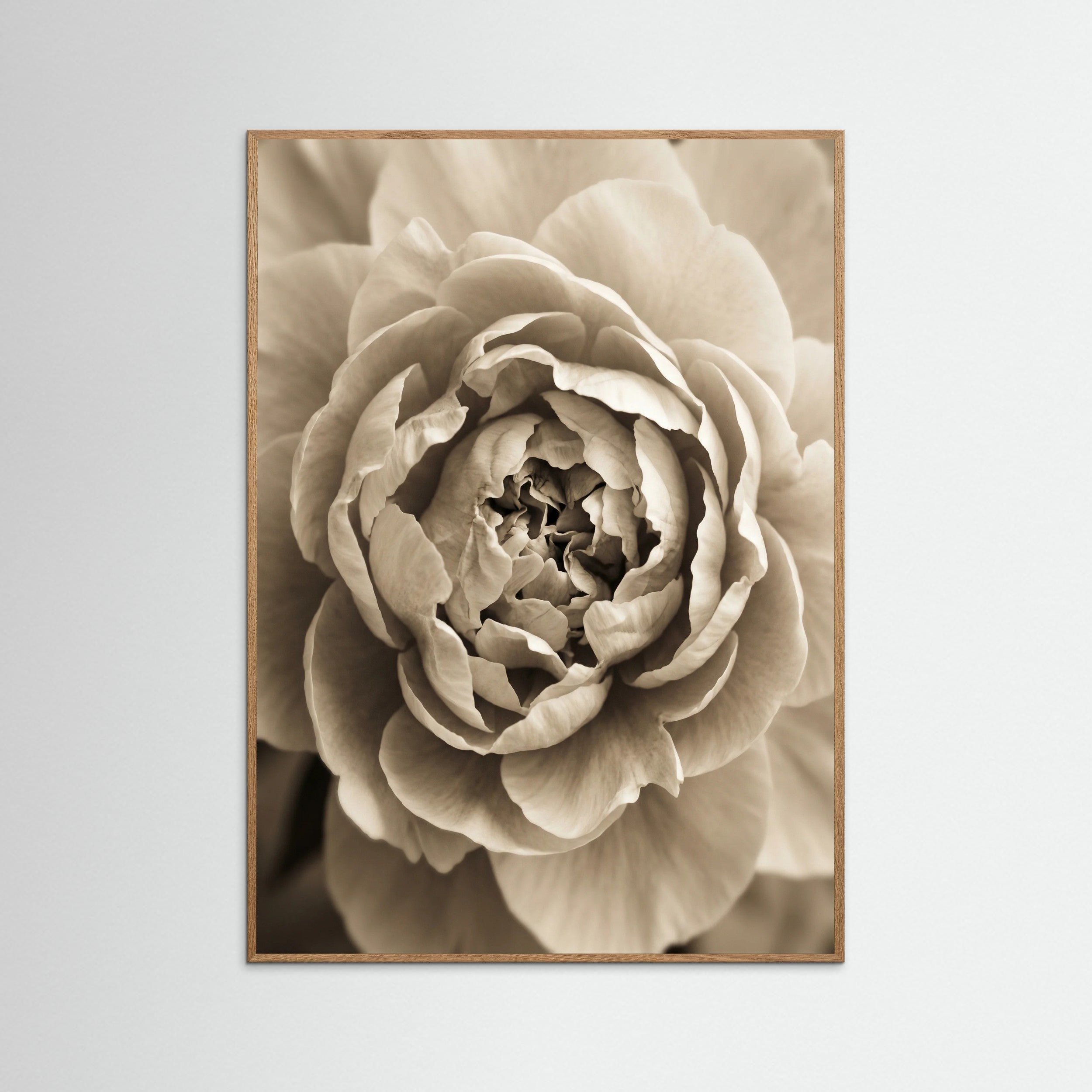 Oak Nature Soft Petals