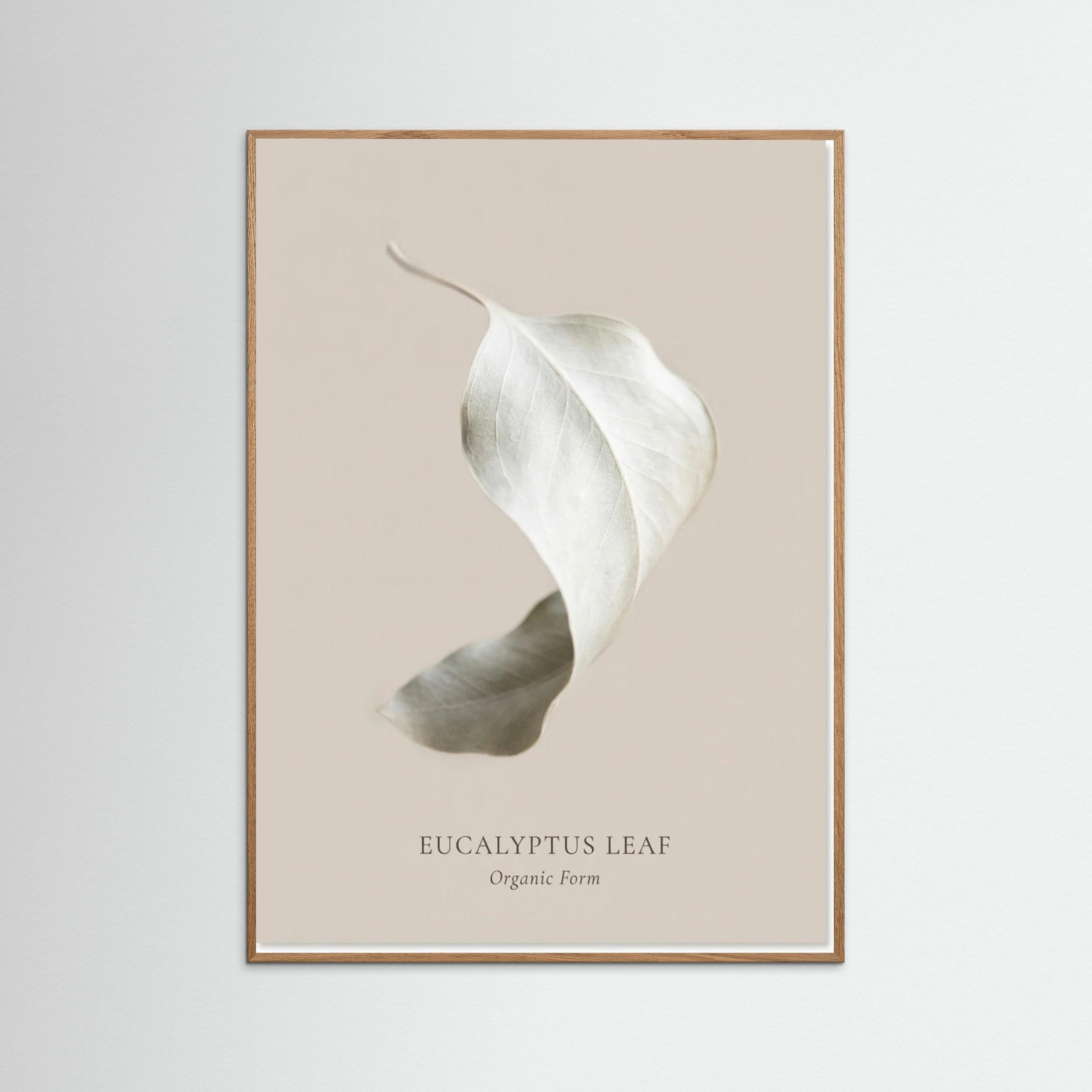 Oak Nature Soft Radiance