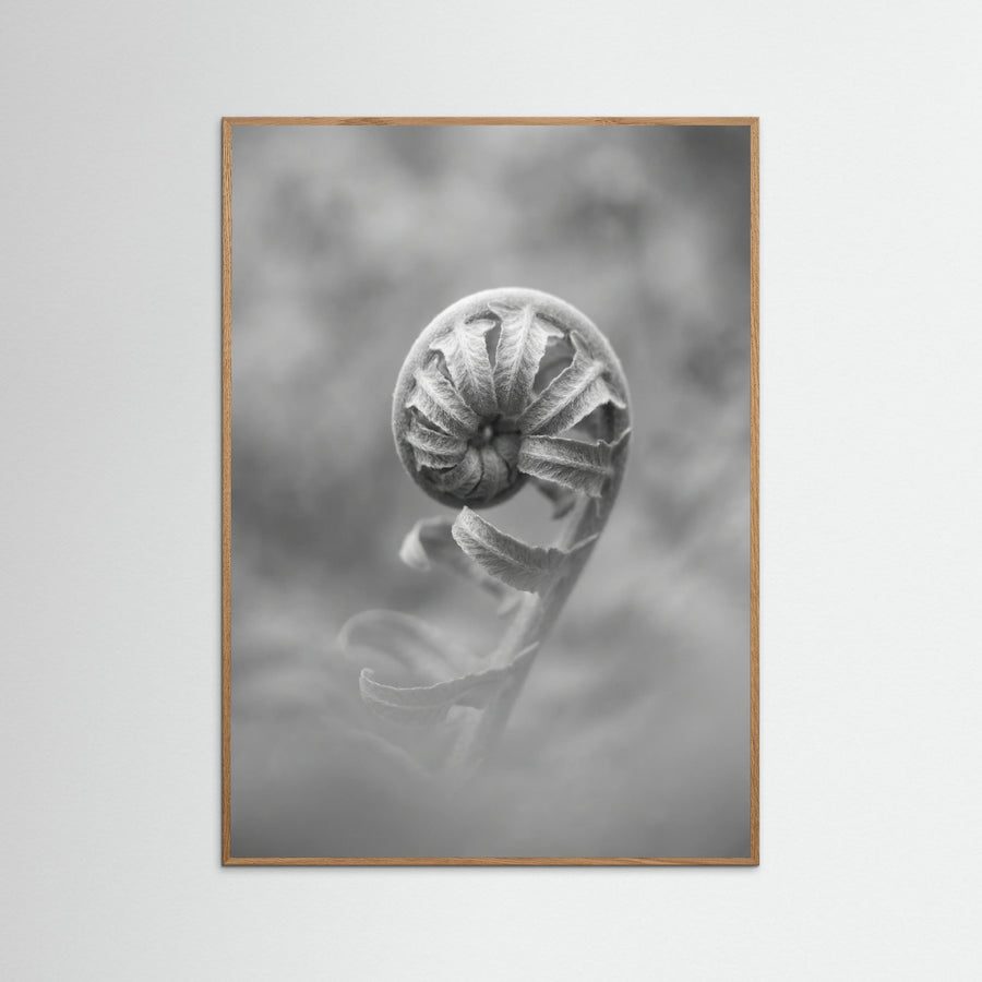 Solitary Bloom