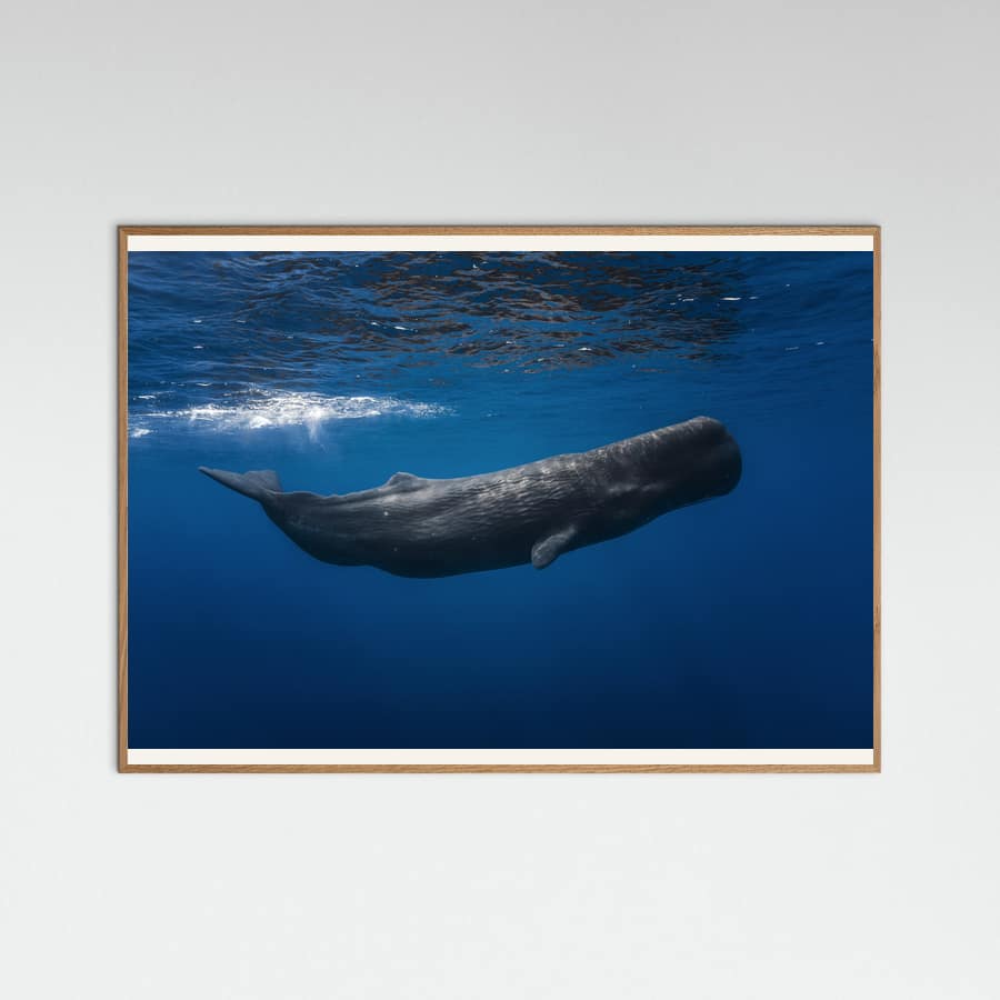 Poster Sperm whale – poster e stampa artistica