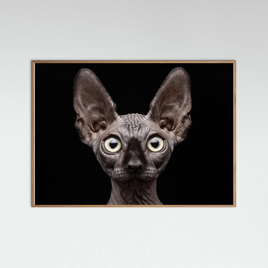 Sphynx Cat Poster – poster en kunstdruk