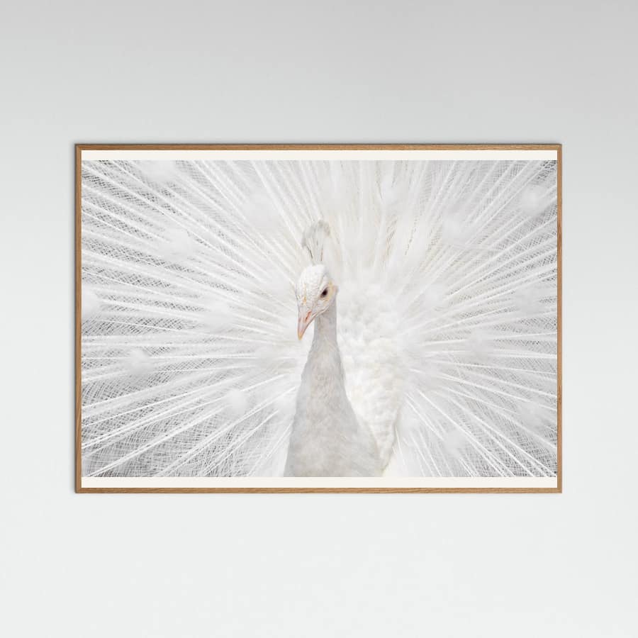 Plakat Splendid Whitie – plakat i druk artystyczny