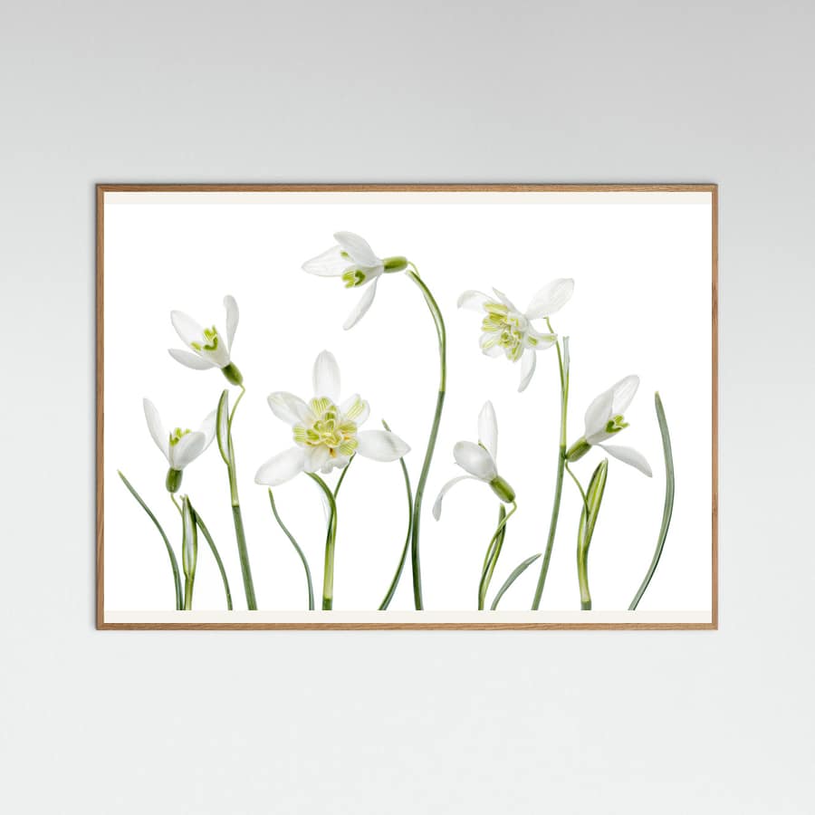 Spring Snowdrops Poster