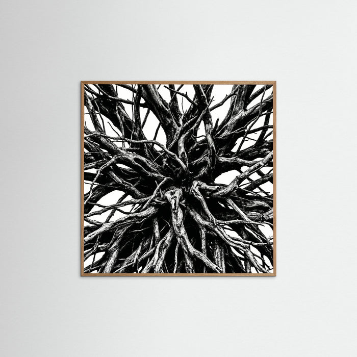 Oak Nature Square Dense Thicket