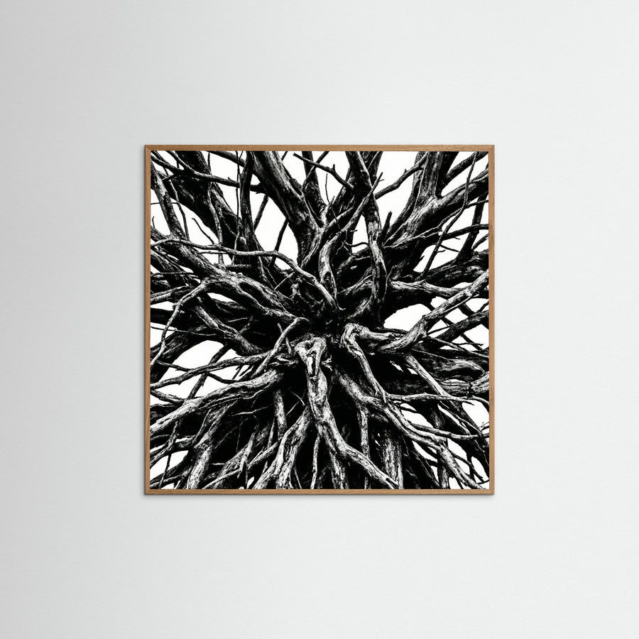Dense Thicket