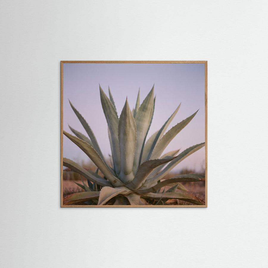 Muted Opuntia