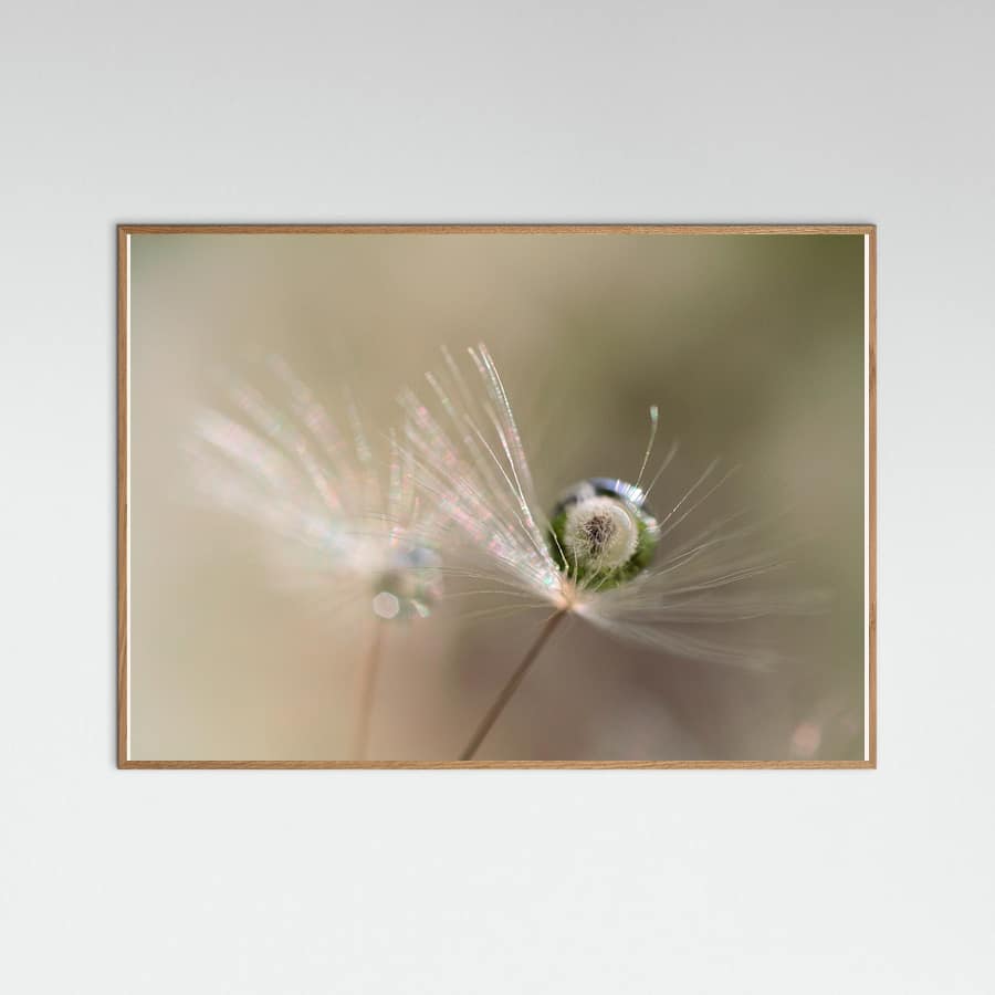 Plakat Star of dandelion – plakat i druk artystyczny