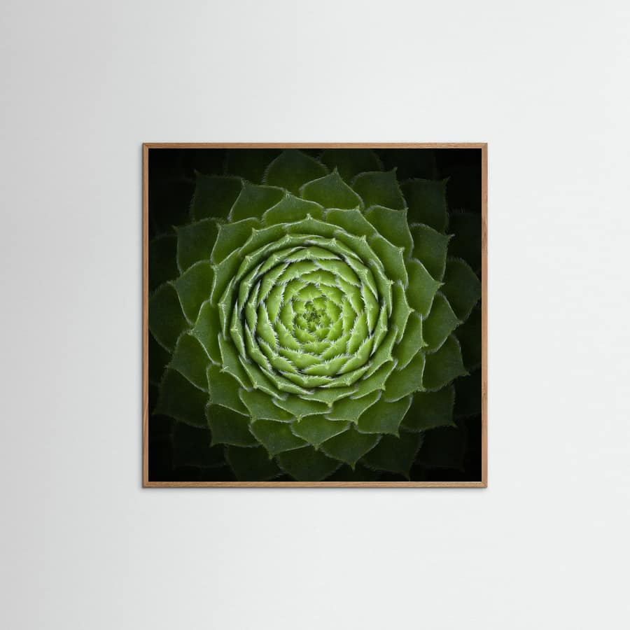Affiche Succulent