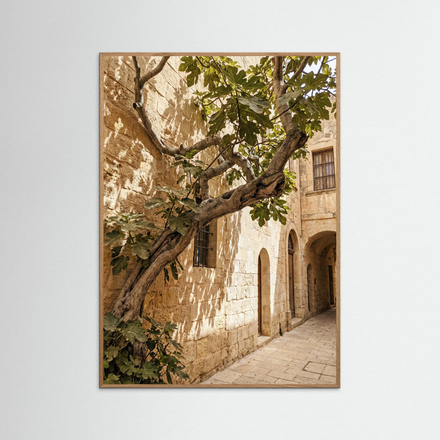 Sunlit Courtyard Olive