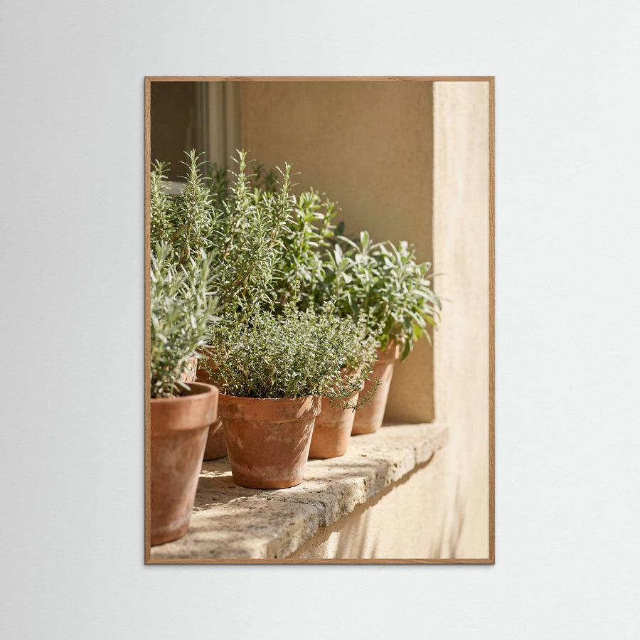 Sunlit Olive