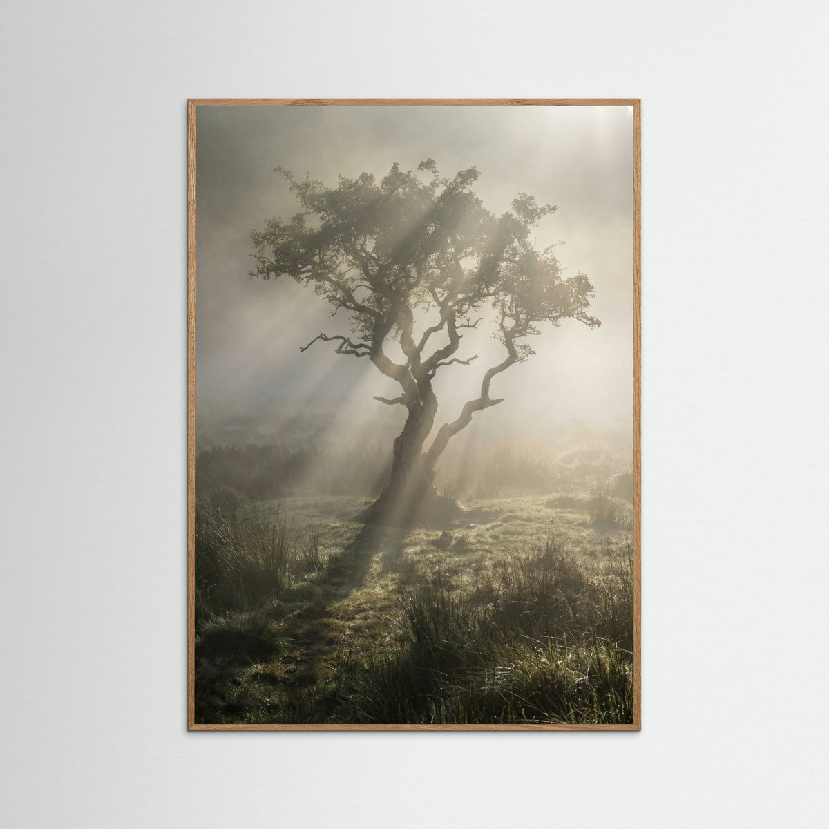 Oak Nature Sunlit Woods