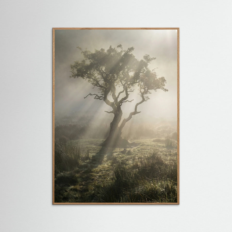 Sunlit Woods