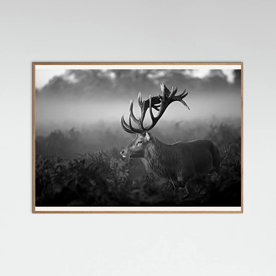 Sunny Morning Poster – poster and art print