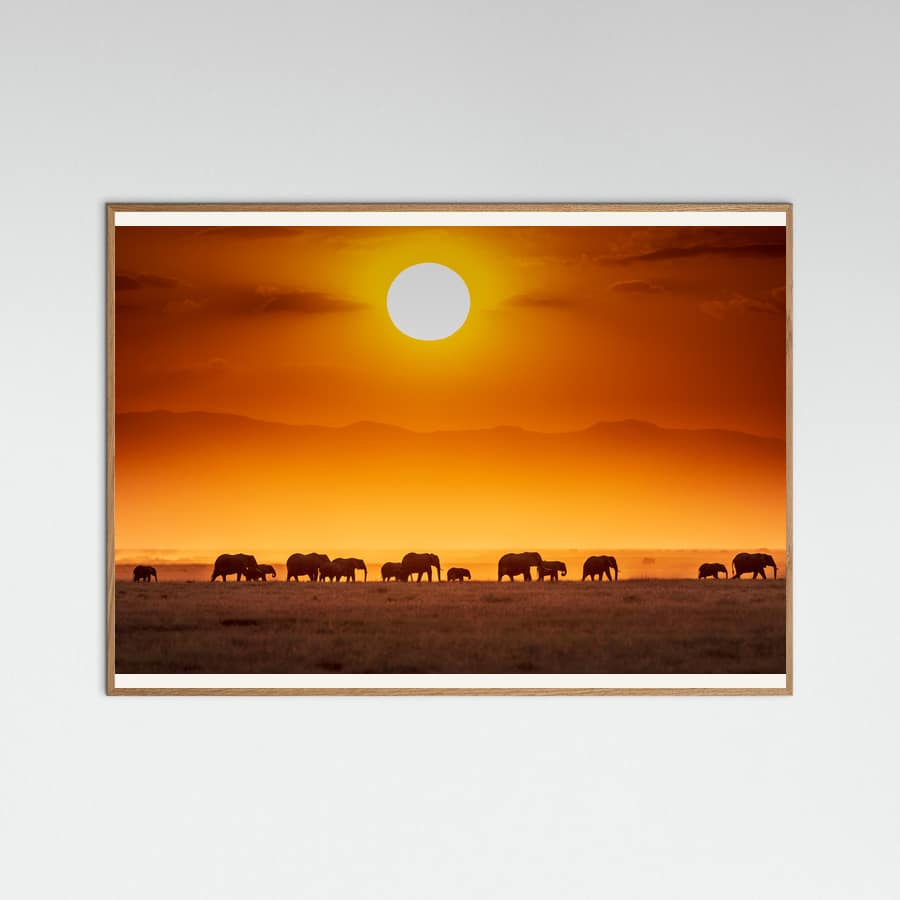 Póster Sunrise parade