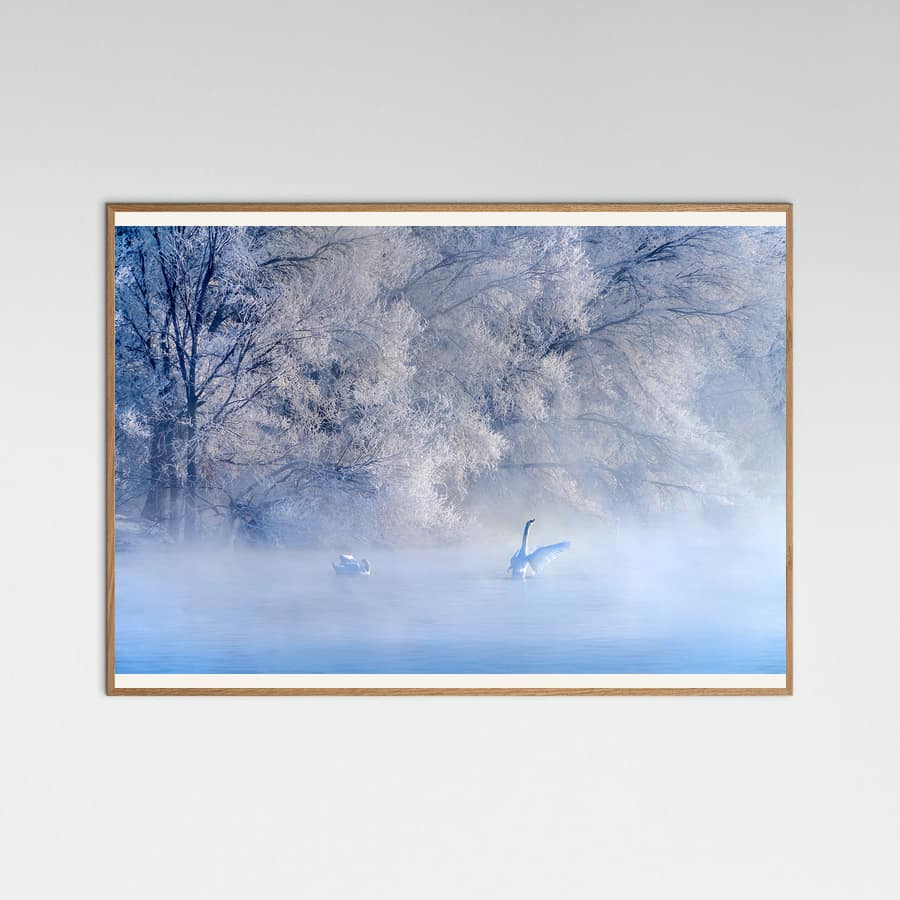 Swan Lake Poster – poster and art print