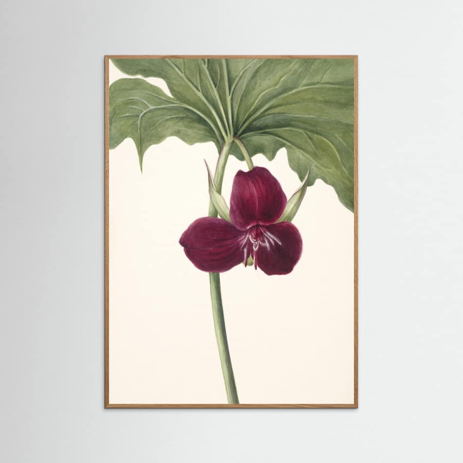 Sweet Trillium Poster – plakat og kunsttryk