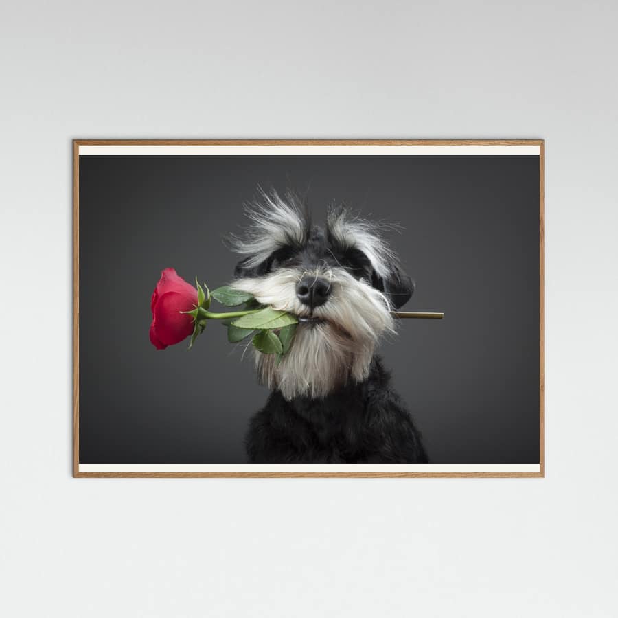 Tango Dancer Poster – poster and art print