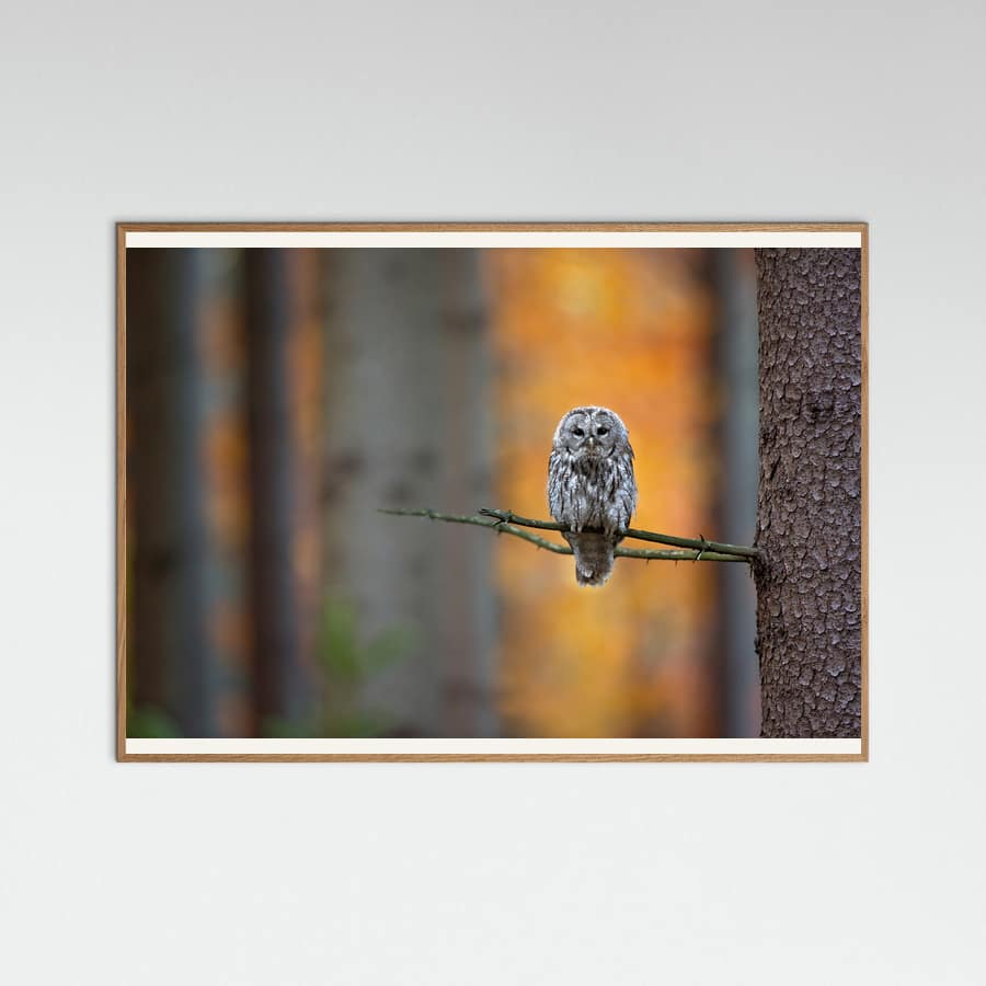 Plakat Tawny Owl – plakat i druk artystyczny