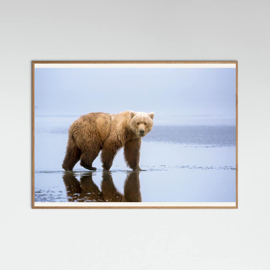 Póster The Bear Walk