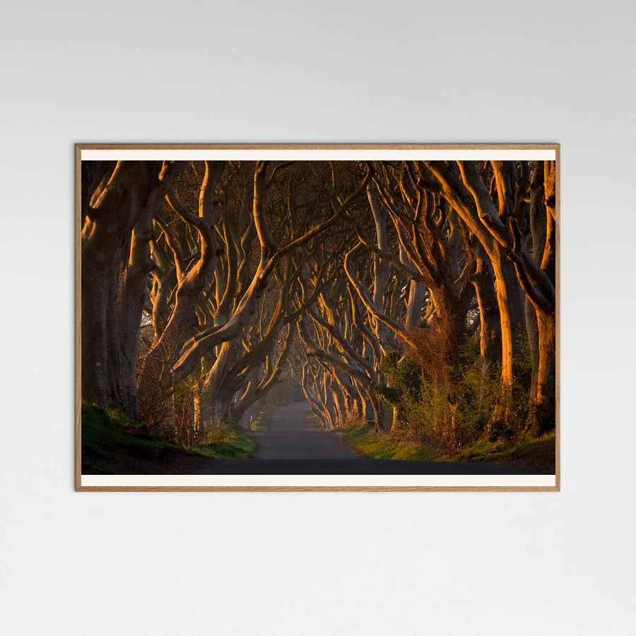 Plakat The Dark Hedges in the Morning Sunshine – plakat i druk artystyczny