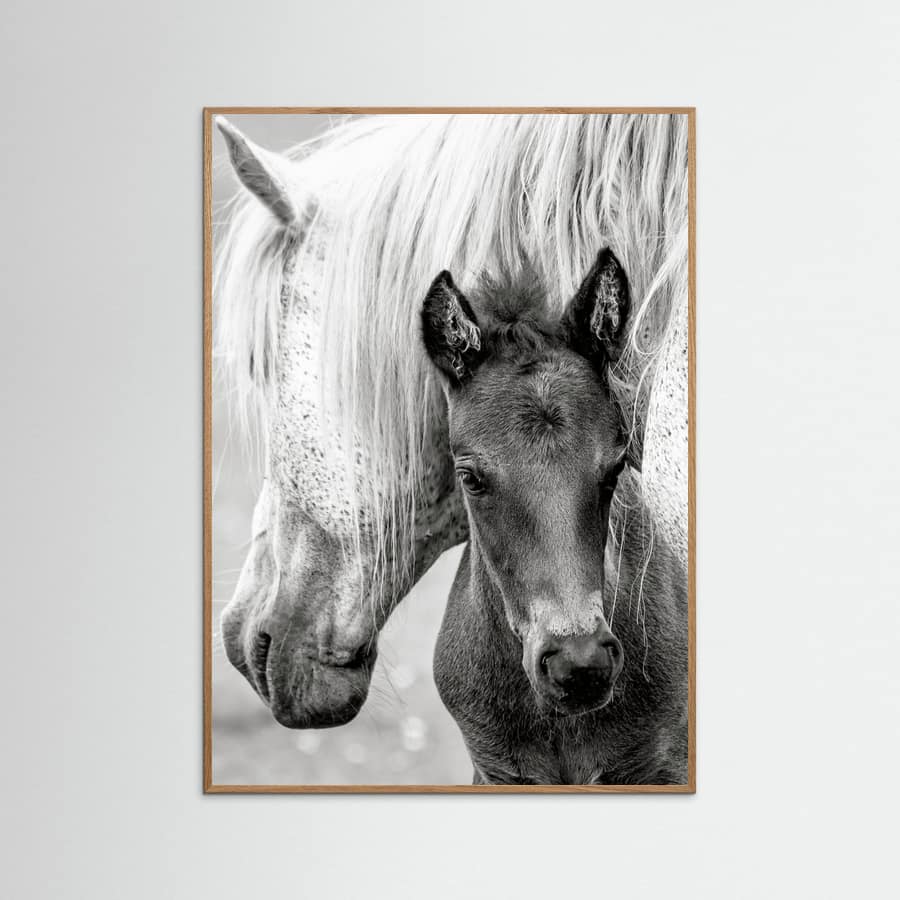 The Foal Poster – plakat og kunsttryk