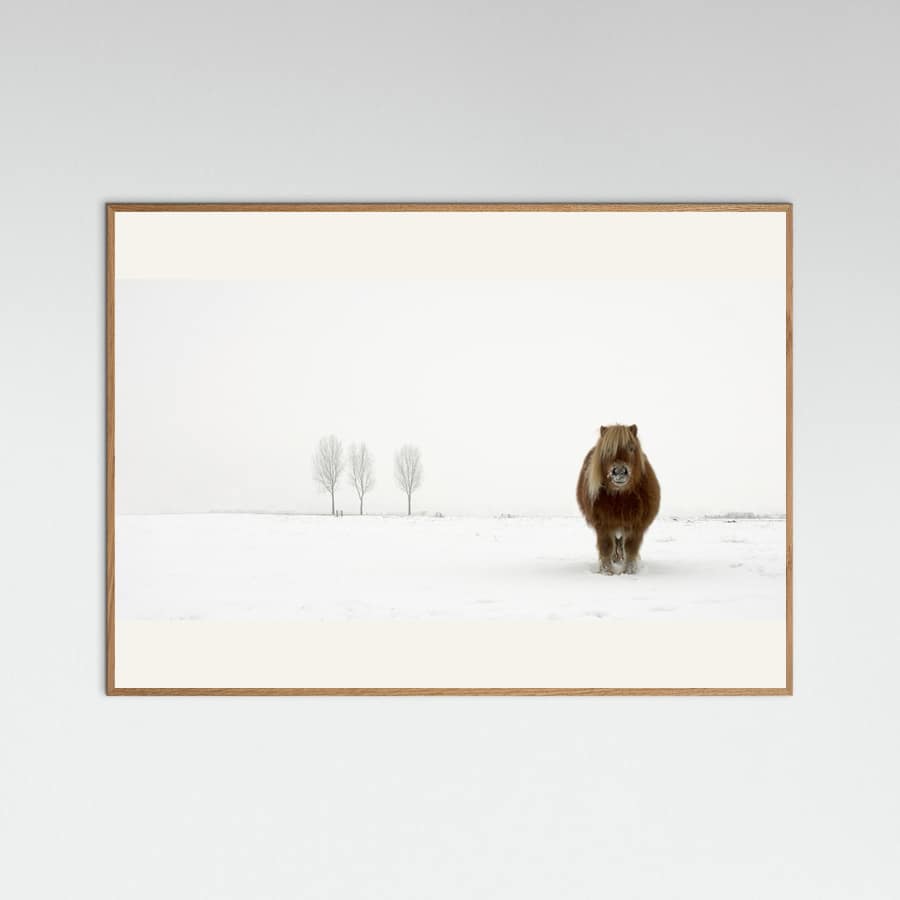 Plakat The cold pony – plakat i druk artystyczny
