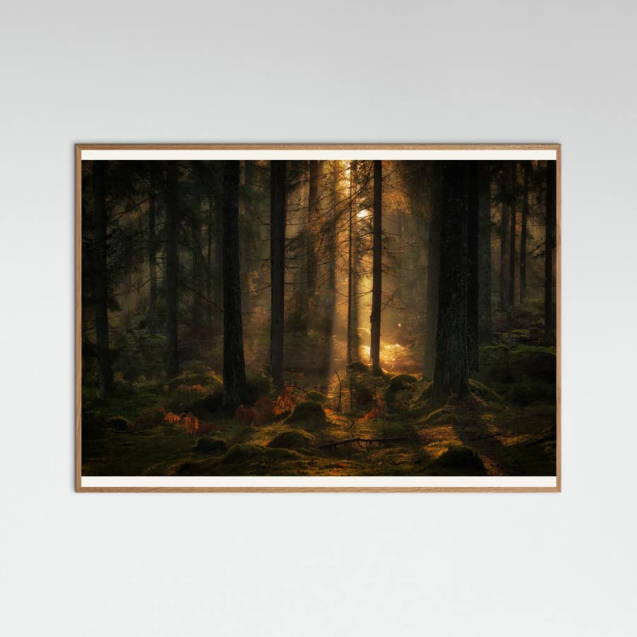 The light in the forest -juliste – juliste ja taidepainatus