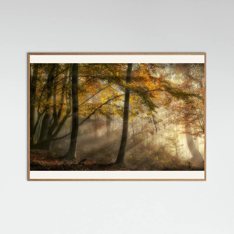 The lights of the forest -juliste – juliste ja taidepainatus
