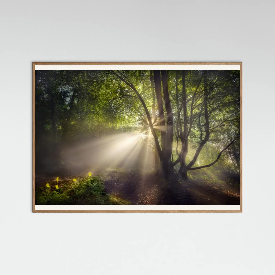 The morning light -juliste – juliste ja taidepainatus