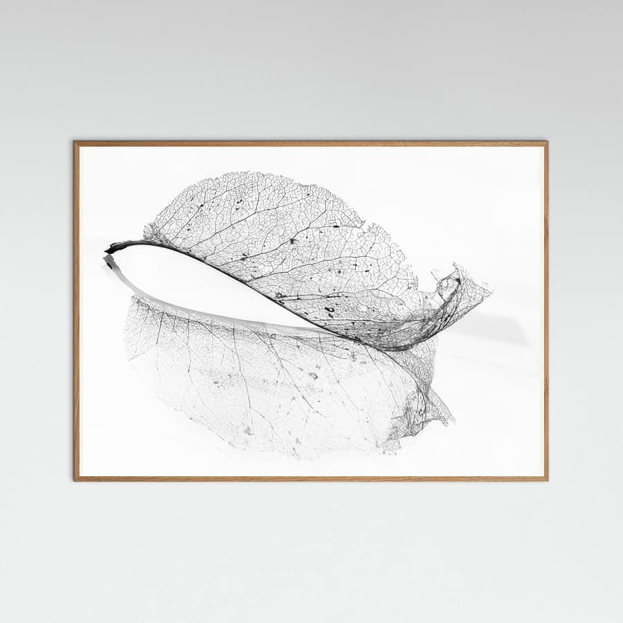 The old leaf -juliste