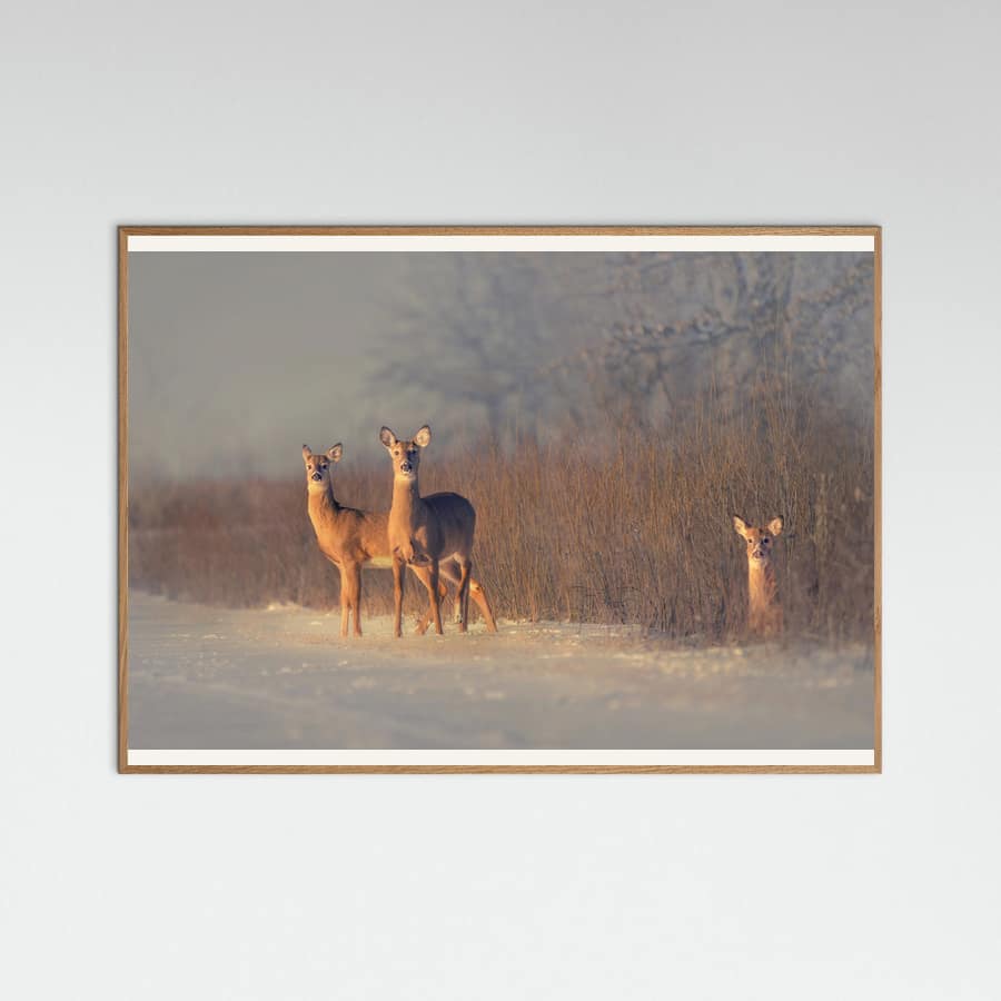 Three Deer Poster – poster en kunstdruk