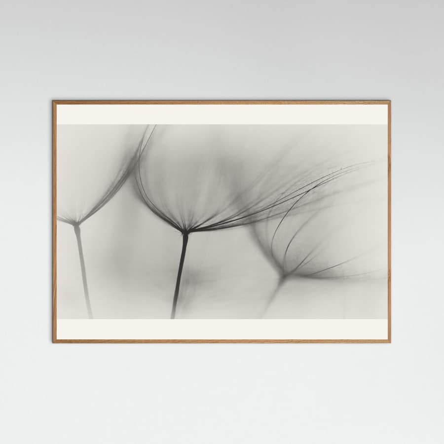 Tragopogon Poster