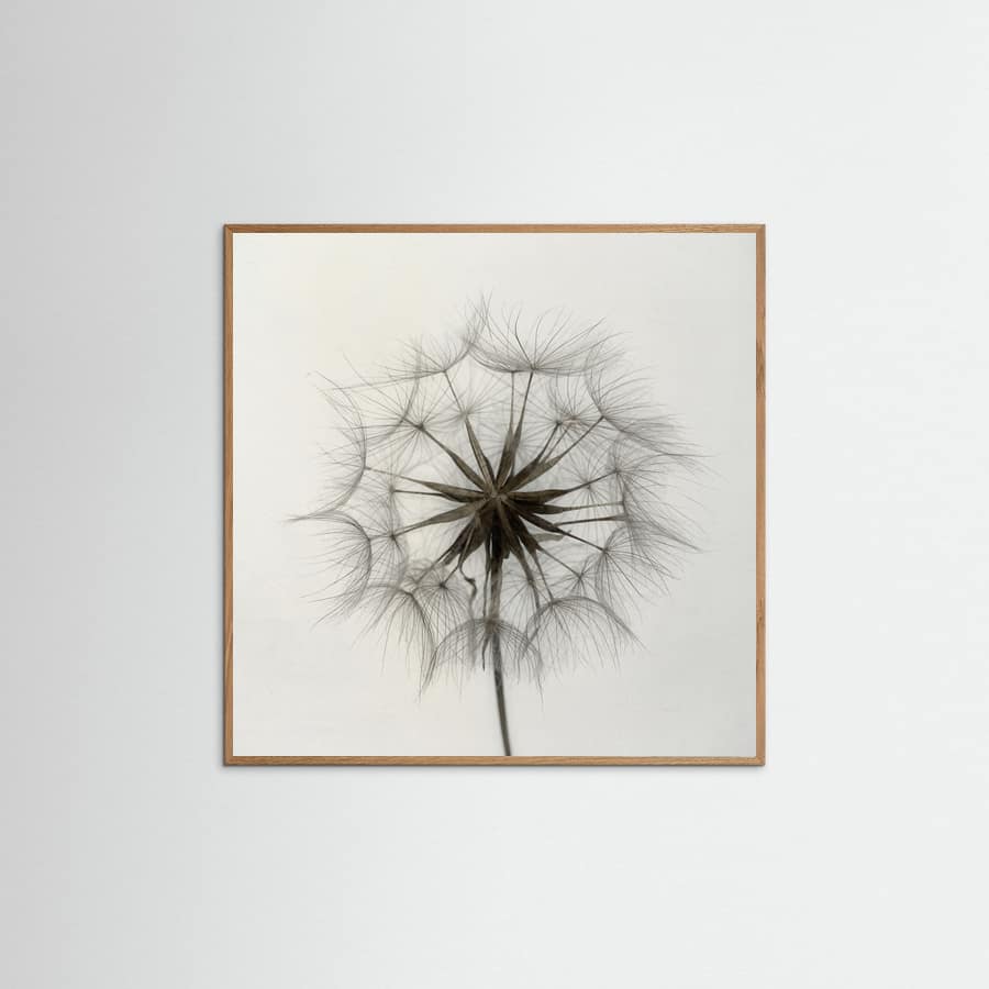 Tragopogon -juliste – juliste ja taidepainatus