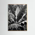 Oak Nature Tropical Canopy