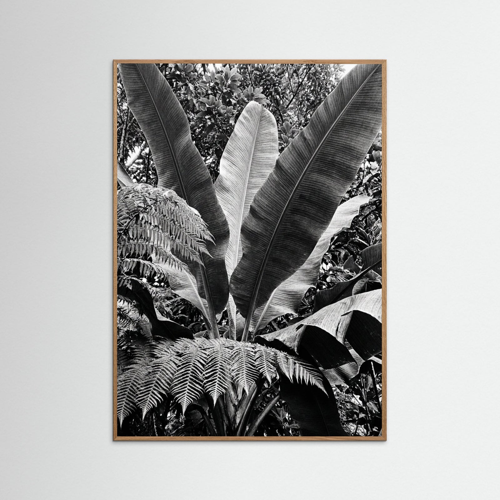 Oak Nature Tropical Canopy