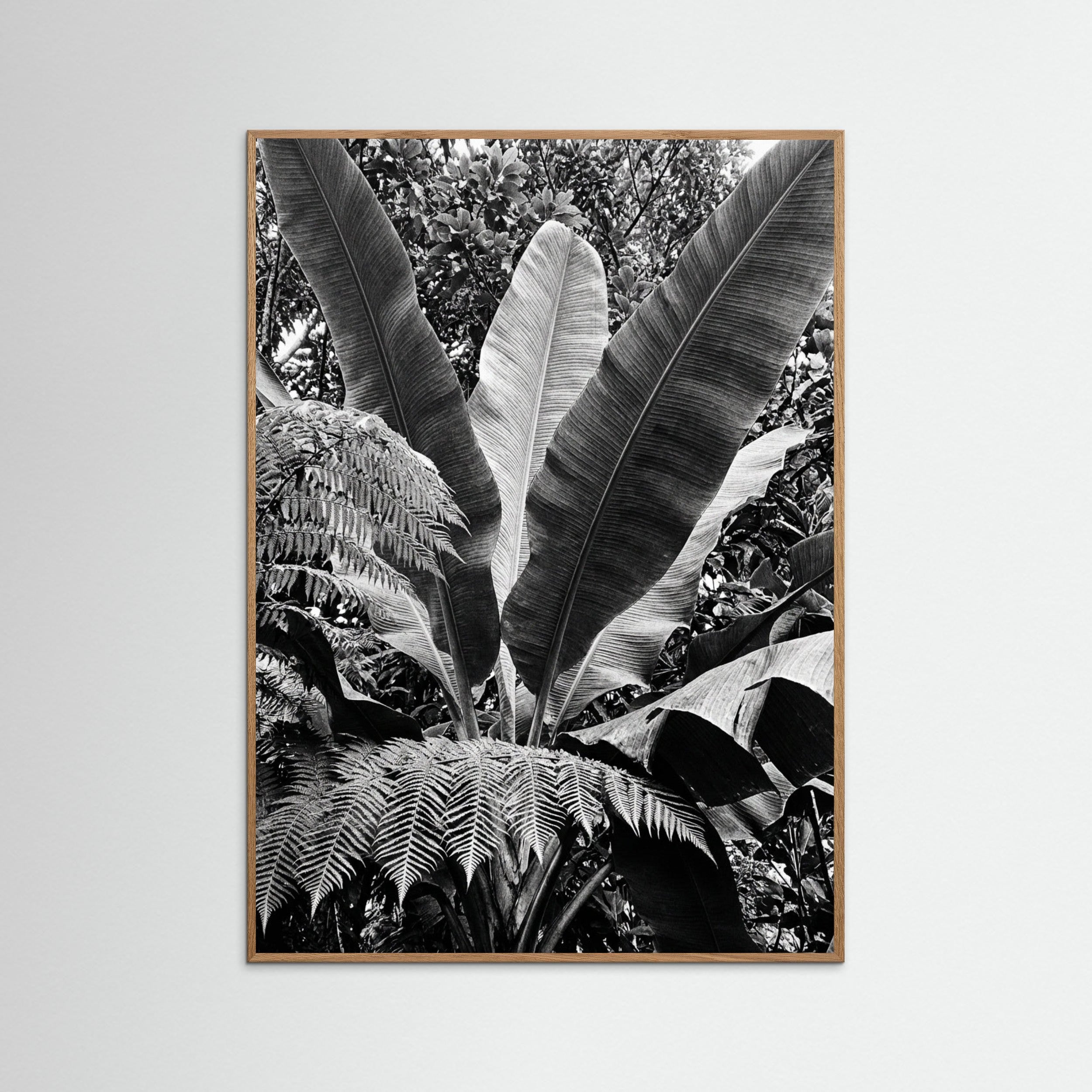 Oak Nature Tropical Canopy