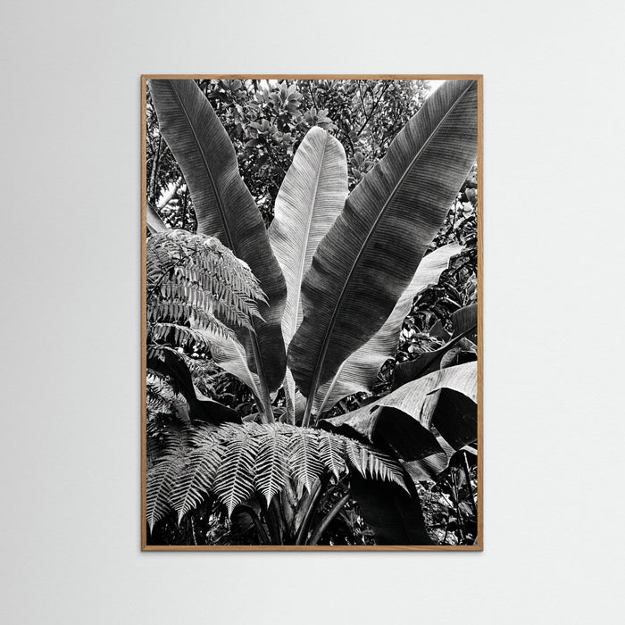 Oak Nature Tropical Canopy