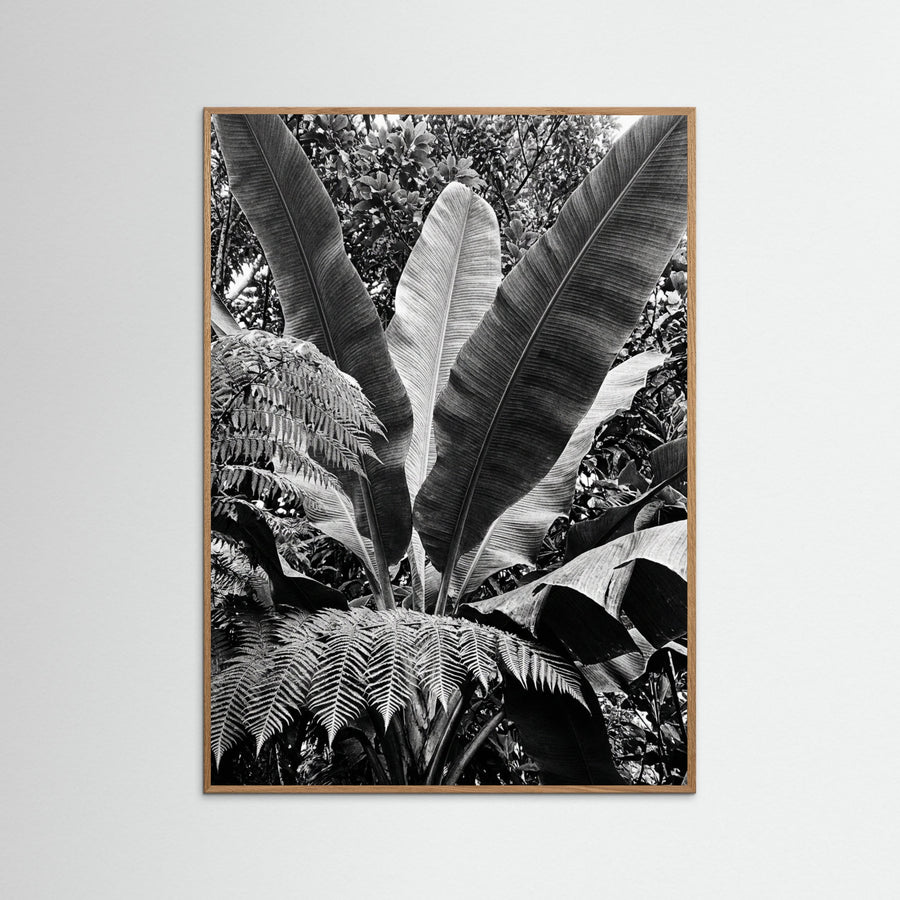 Tropical Canopy