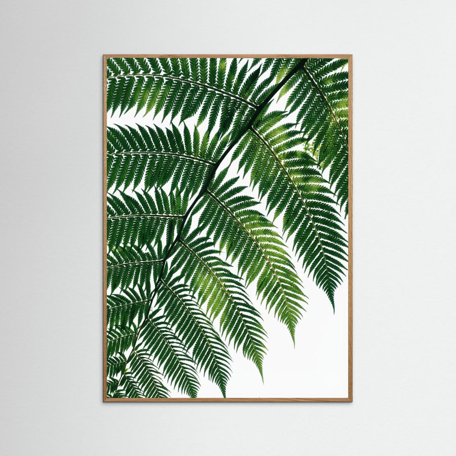 Tropical Shadows