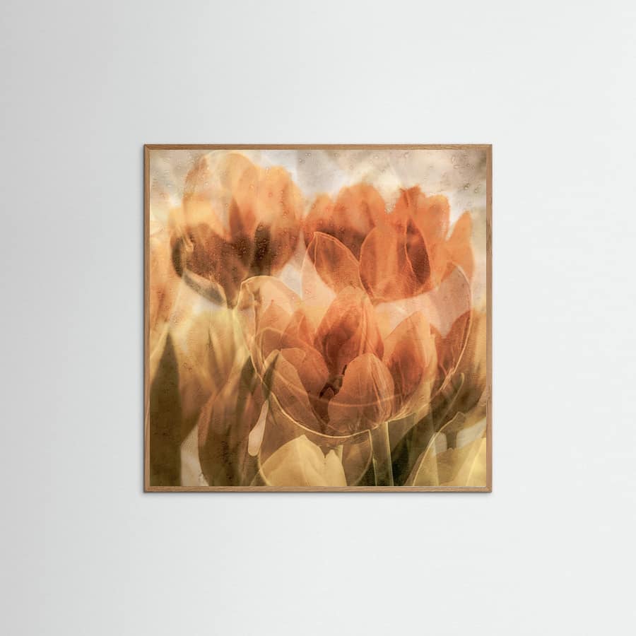 Tulips -juliste