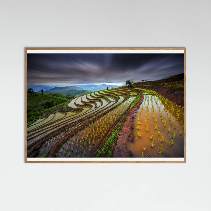 Plakat Unseen Rice Field – plakat i druk artystyczny