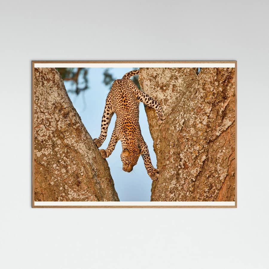 Upside Down Poster – Poster und Kunstdruck