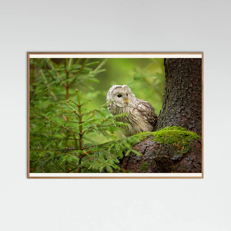 Plakat Ural Owl – plakat i druk artystyczny