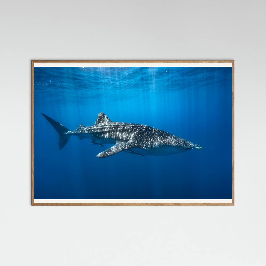 Whale shark in the blue Poster – Poster und Kunstdruck